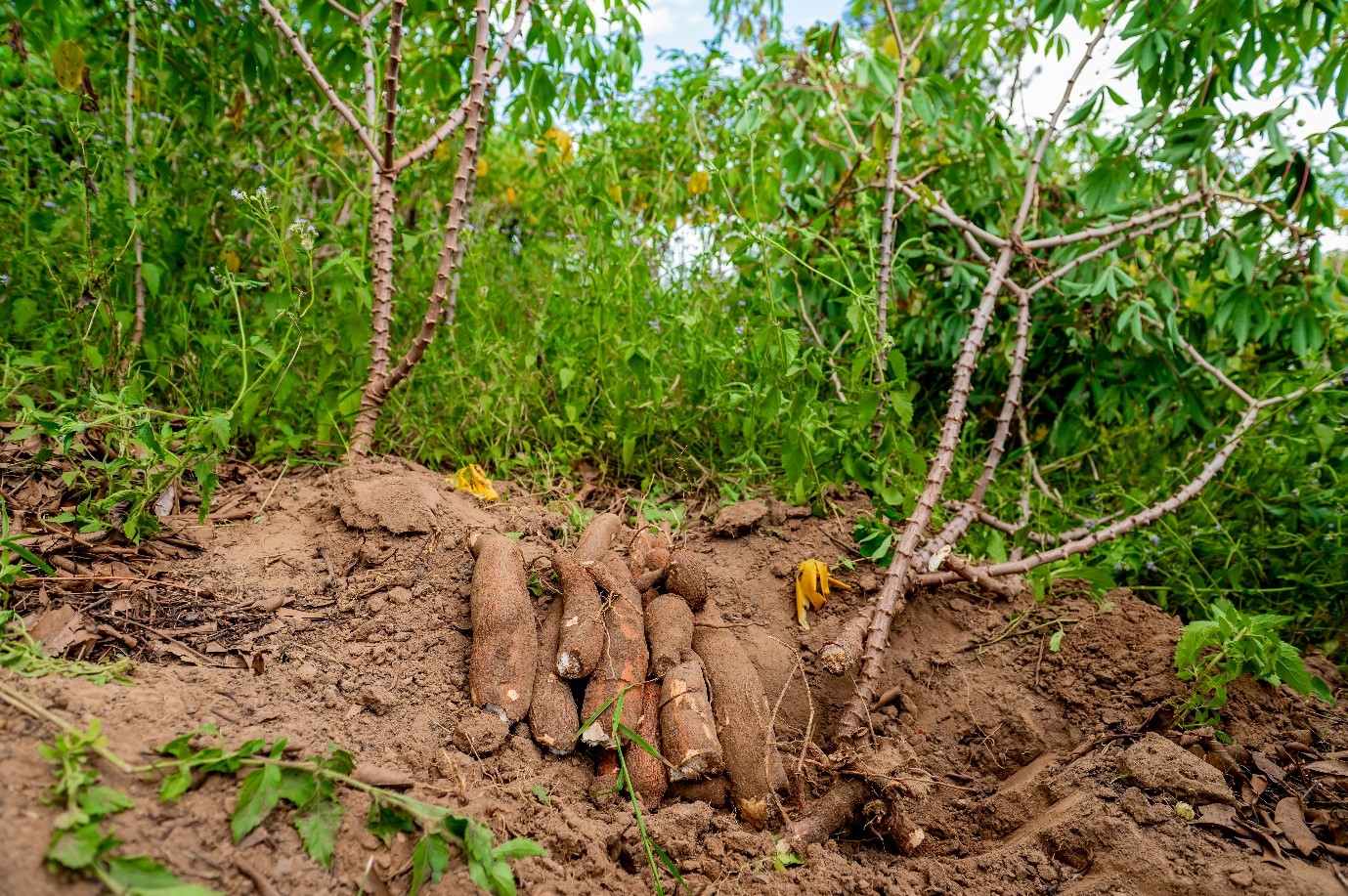 Cassava roots and plant multiplication in Western Kenya